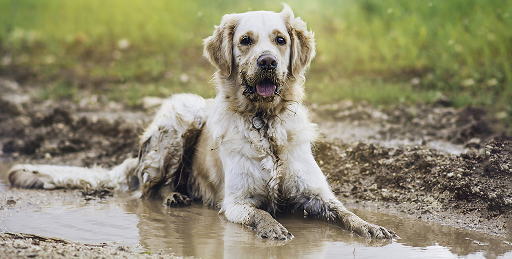 Pet - Autumn walking advice