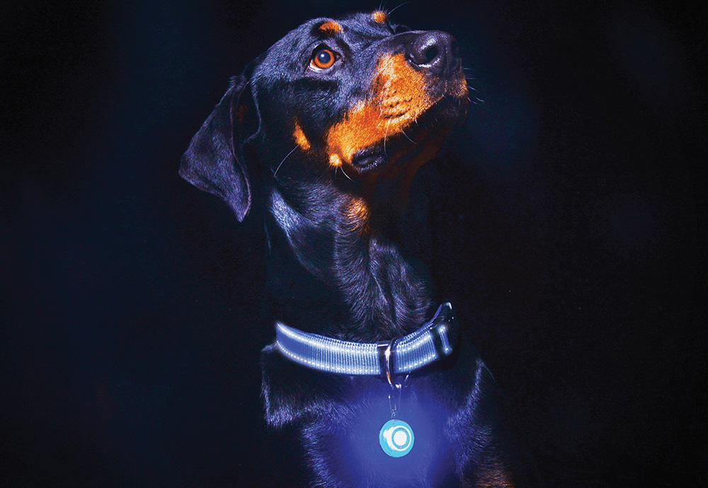 Reflective Collar For Walking Dogs In The Dark