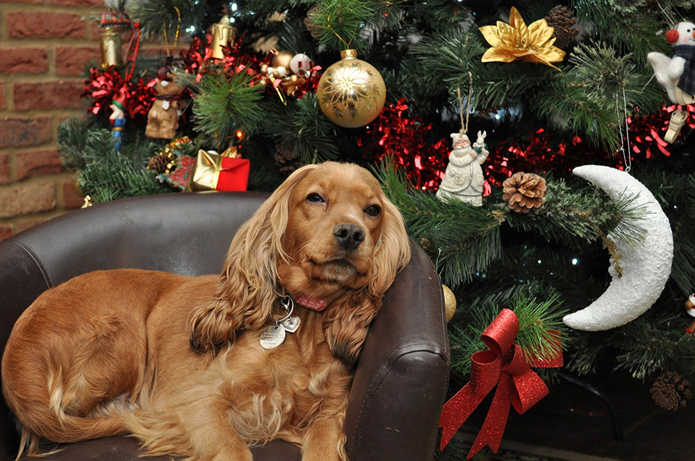 Christmas & Our Pets Image 1
